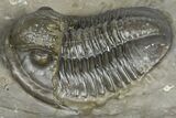 Inflated Proetid Trilobite - Jorf, Morocco #362852-2